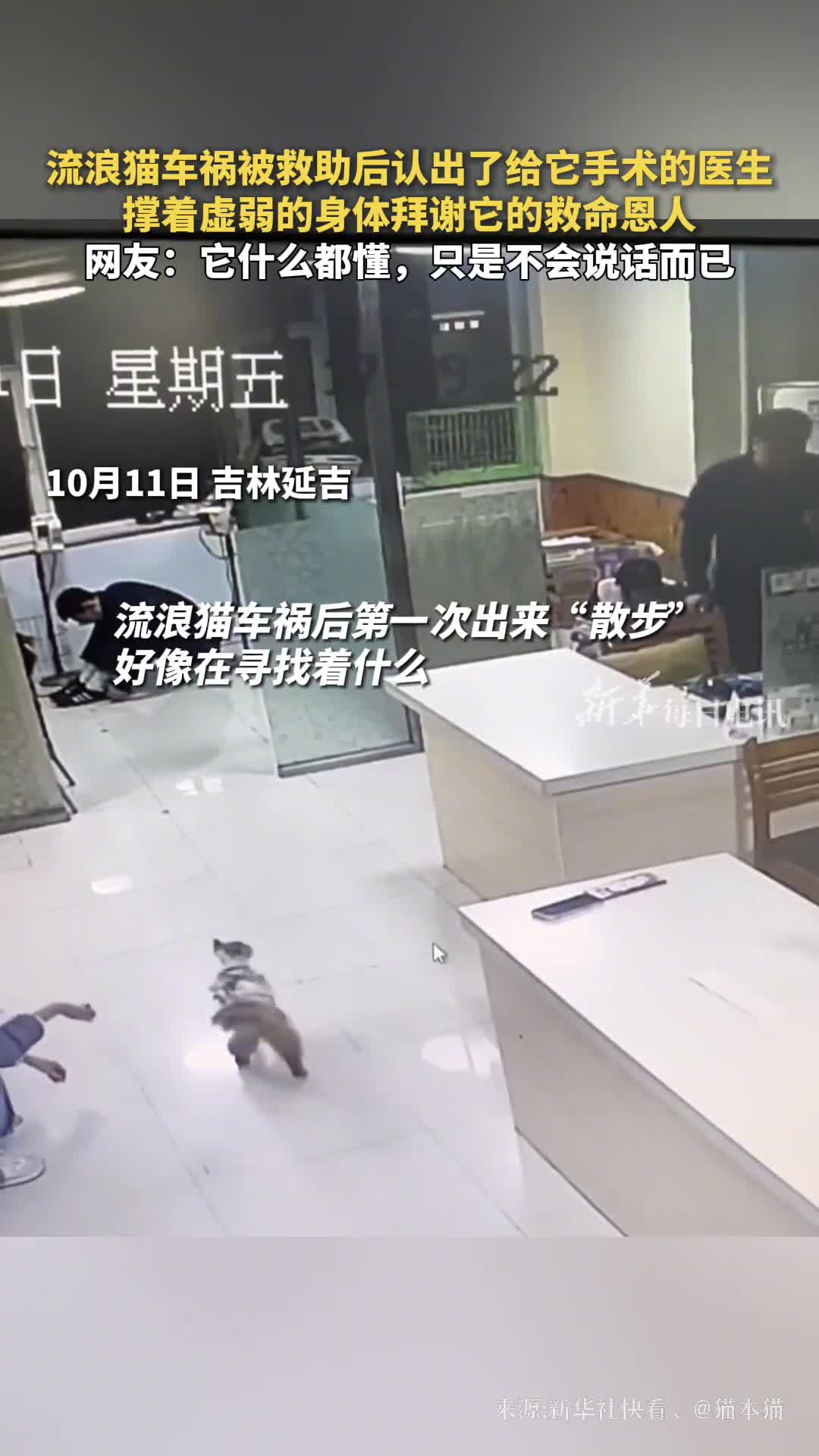 流浪猫车祸被救助后认出了给它手术的医生撑着虚弱的身体拜谢它的救命恩人网友它什么都懂只是不会说话而已