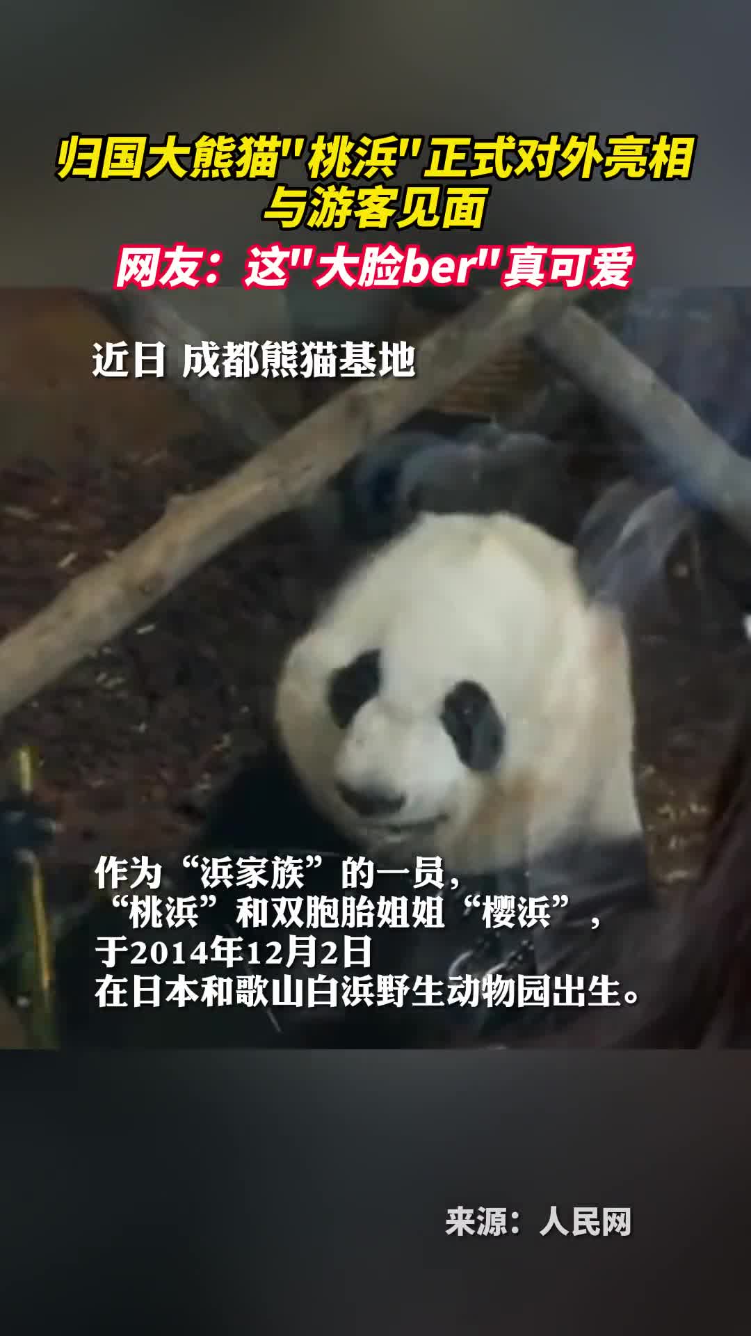 归国大熊猫桃浜正式对外亮相与游客见面网友这大脸ber真可爱