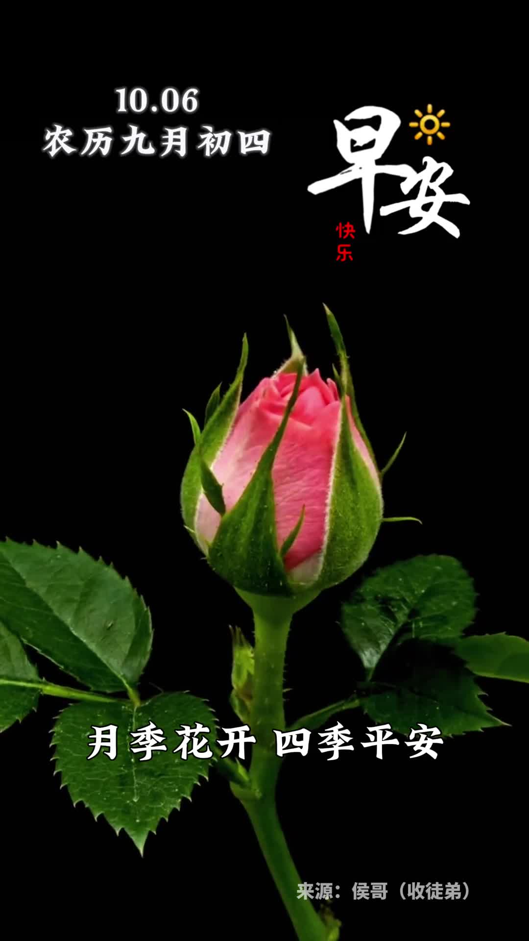 月季花开四季平安新的一天愿你顺风顺水事事顺心