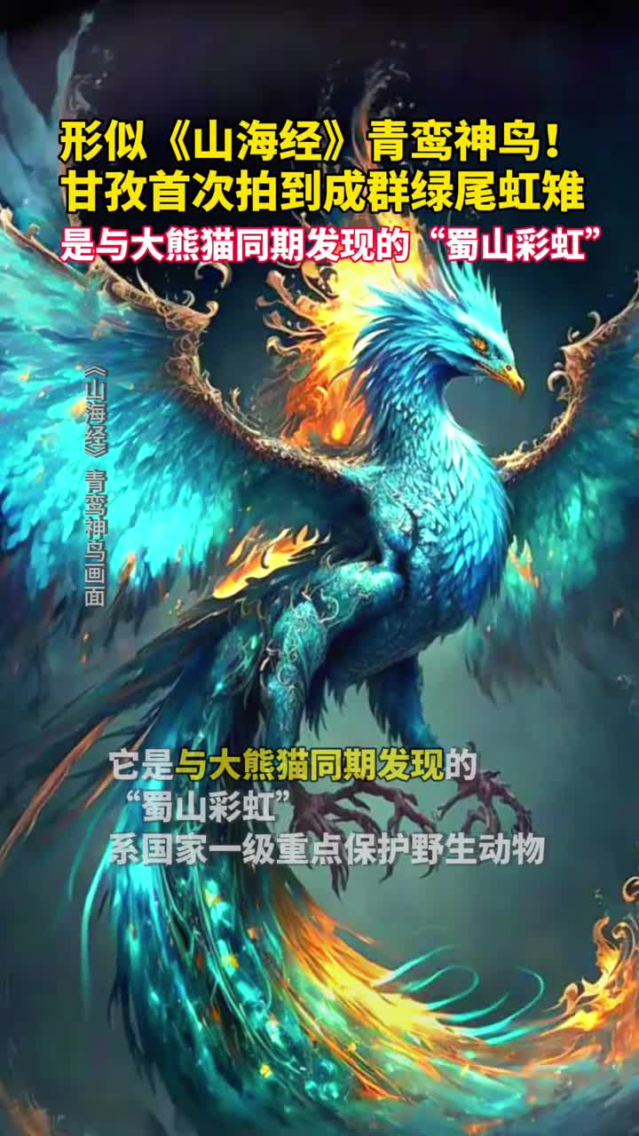 形似山海经青鸾神鸟甘孜首次拍到成群绿尾虹雉是与大熊猫同期发现的蜀山彩虹