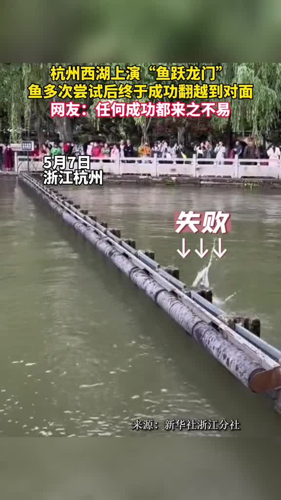 杭州西湖上演鱼跃龙门鱼多次尝试后终于成功翻越到对面网友任何成功都来之不易