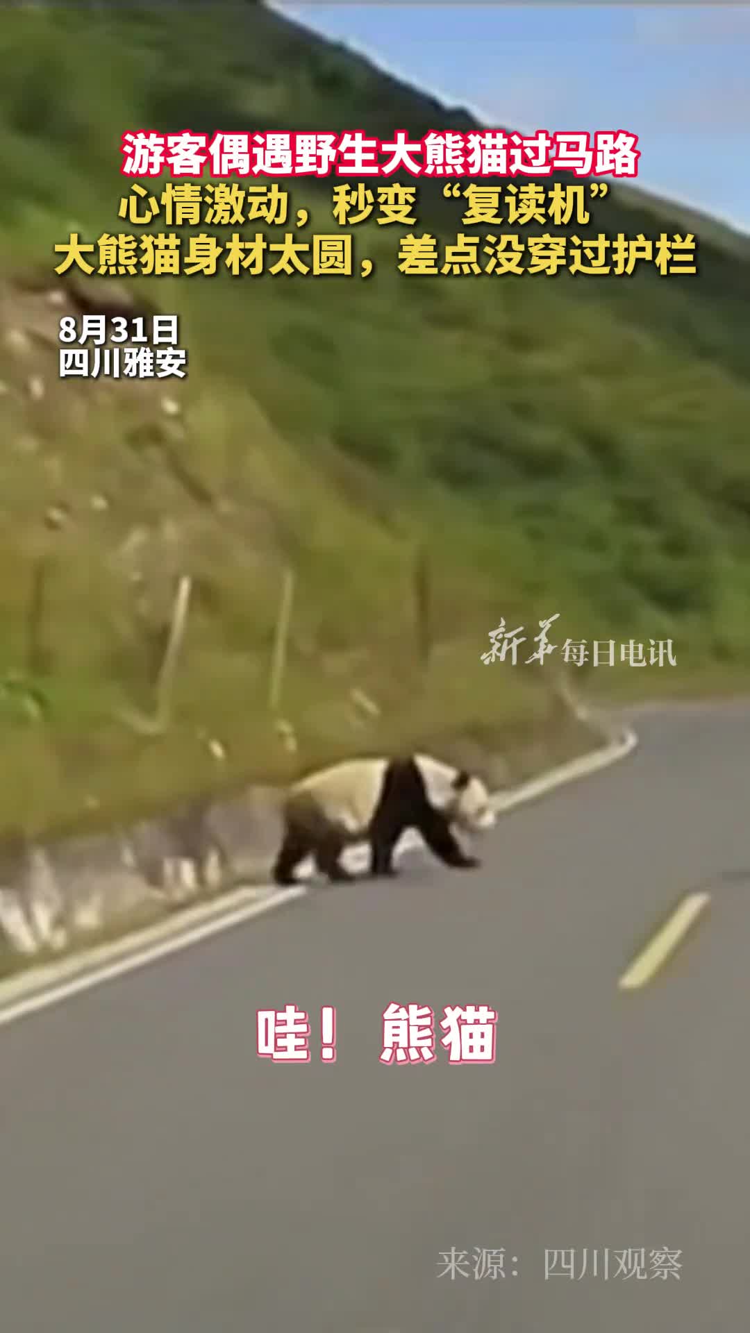 游客偶遇野生大熊猫过马路心情激动秒变复读机大熊猫身材太圆差点没穿过护栏