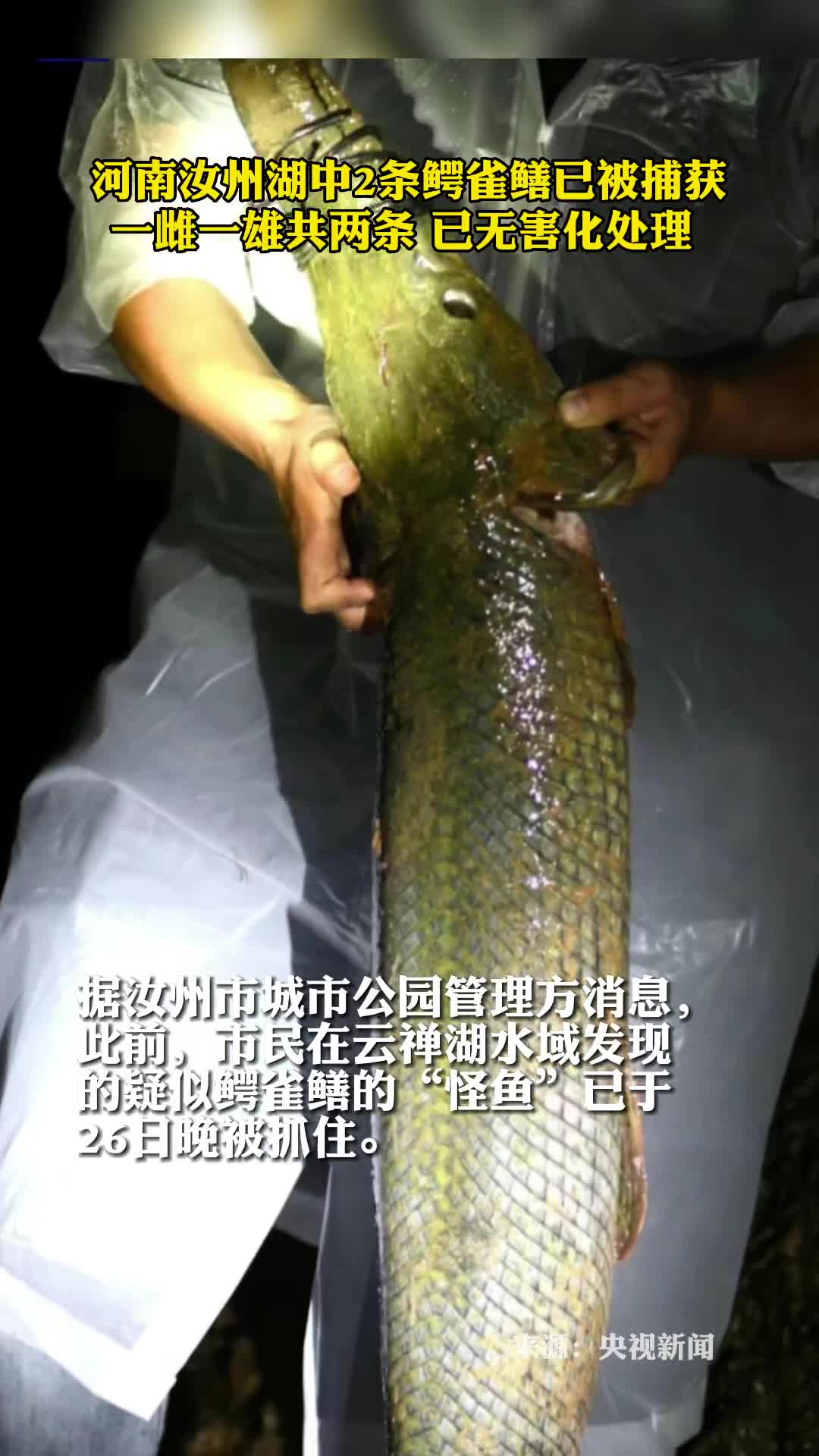 河南汝州湖中2条鳄雀鳝已被捕获一雌一雄共两条已无害化处理
