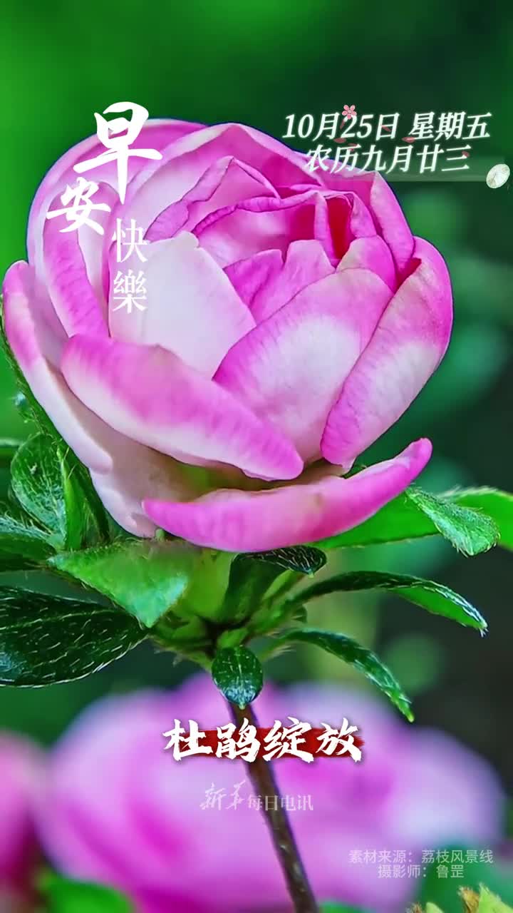 杜鹃绽放吉庆安康新的一天开始祝您和家人心如花开一路芳香早安