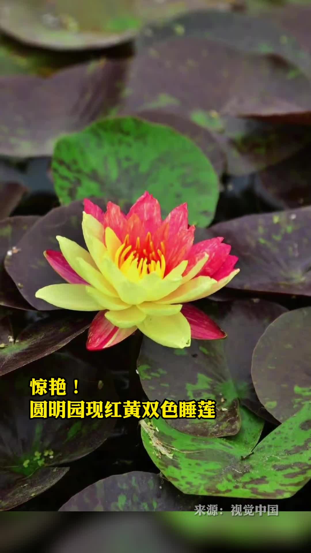惊艳圆明园现红黄双色睡莲