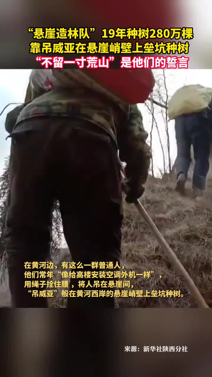 悬崖造林队19年种树280万棵靠吊威亚在悬崖峭壁上垒坑种树不留一寸荒山是他们的誓言