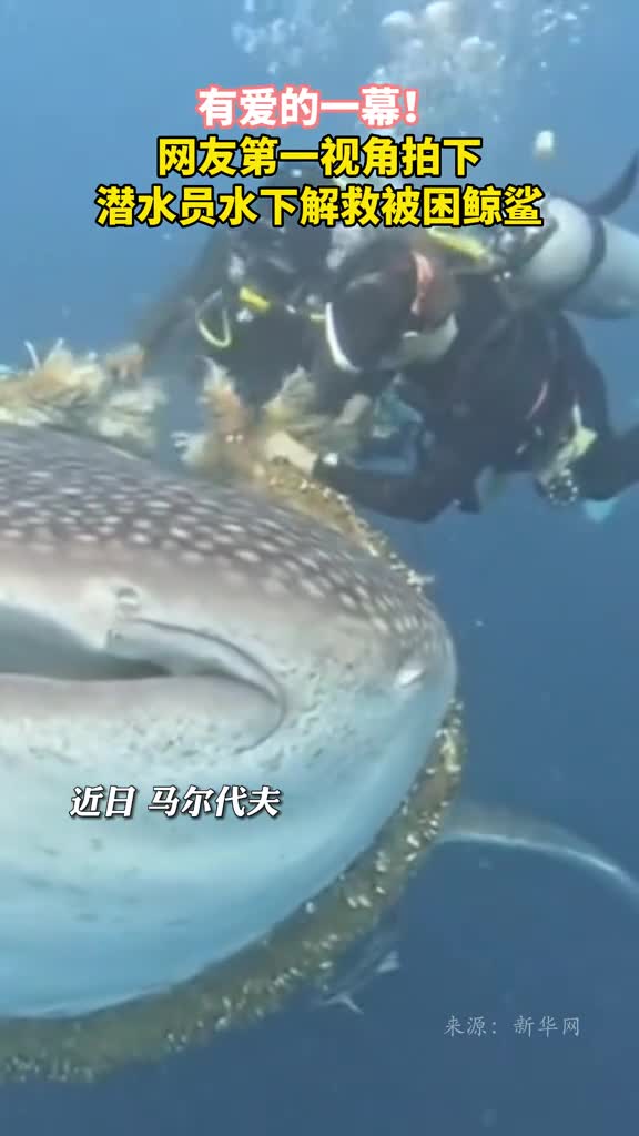 有爱的一幕网友第一视角拍下潜水员水下解救被困鲸鲨