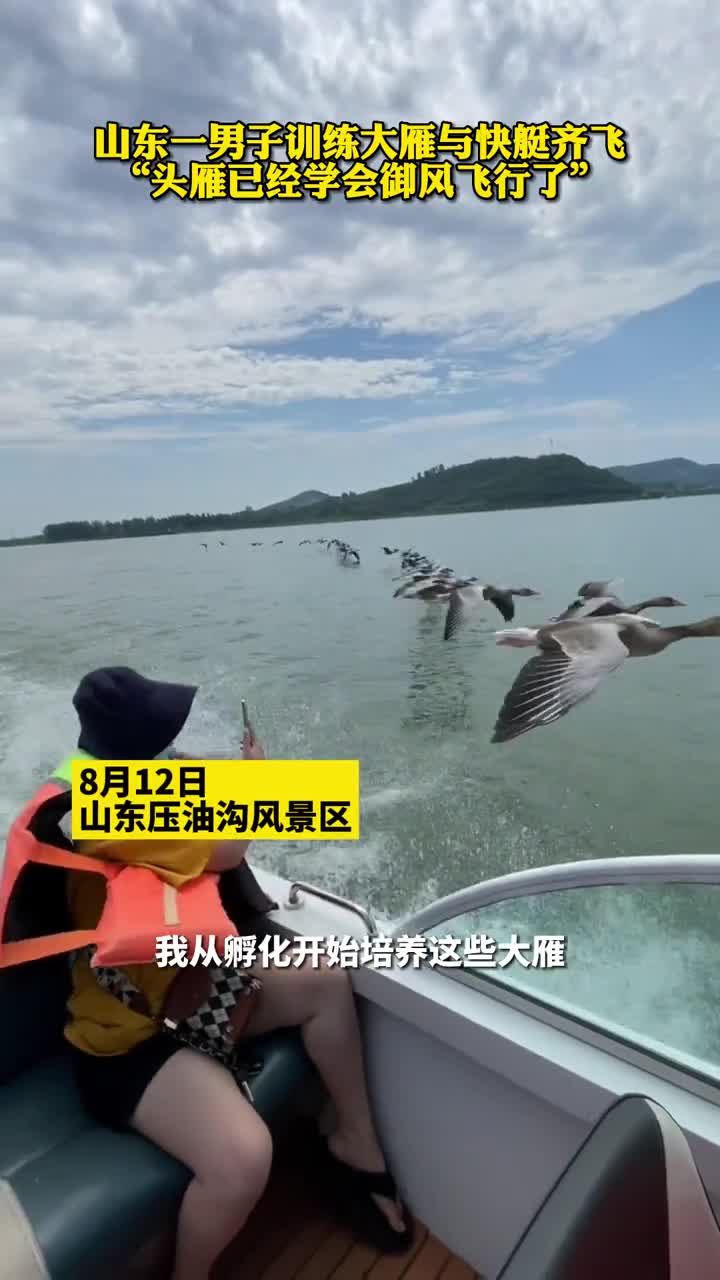 山东一男子训练大雁与快艇齐飞头雁已经学会御风飞行了