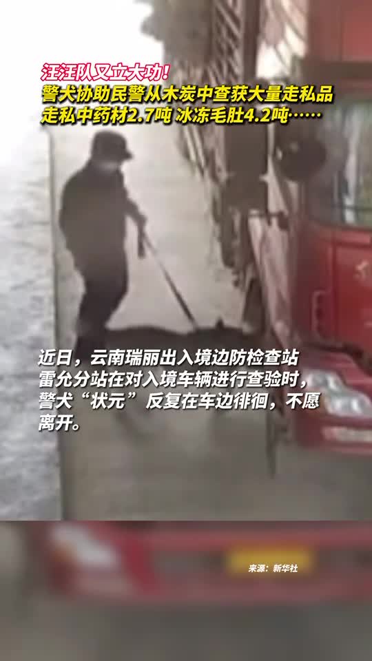汪汪队又立大功警犬协助民警从木炭中查获大量走私品走私中药材27吨冰冻毛肚42吨