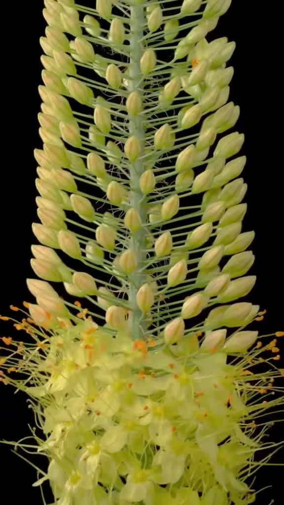 明天就是龙年首个工作日见者好运步步生花龙年大吉