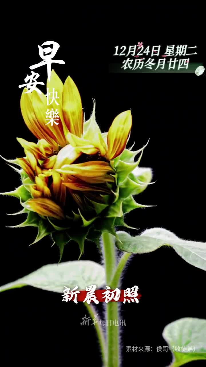 新晨初照花开向阳新的一天祝您和家人笑口常开万事顺遂早安