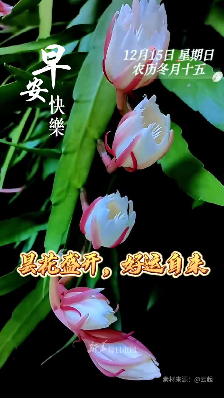 昙花盛开好运自来新的一天祝您和家人事事如愿时来运转早安