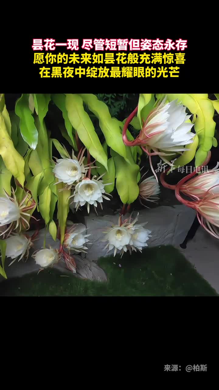 昙花一现尽管短暂但姿态永存愿你的未来如昙花般充满惊喜在黑夜中绽放最耀眼的光芒