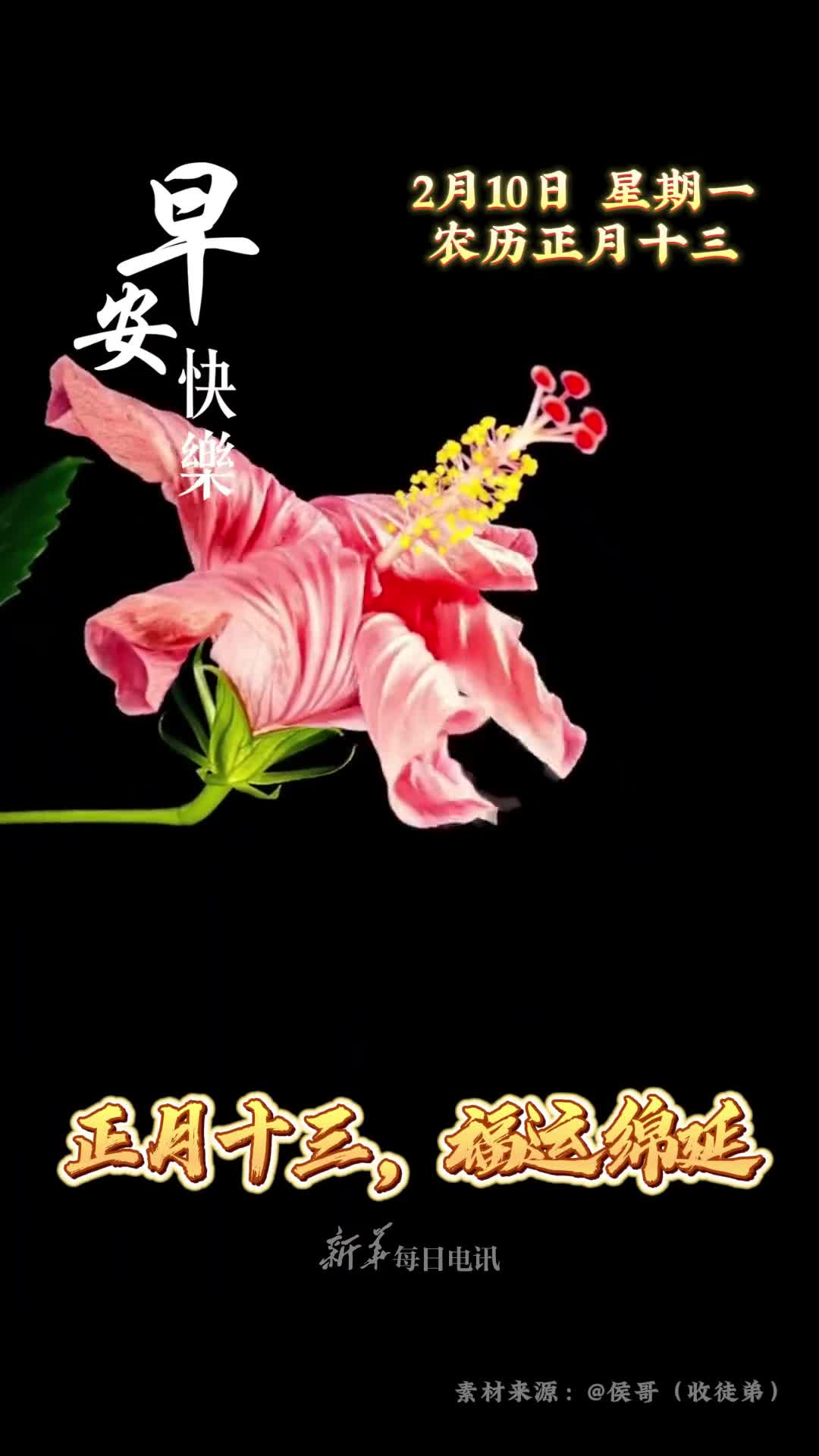 正月十三福运绵延花开如意吉祥安康恭祝您和家人喜至庆来岁岁无虞早安