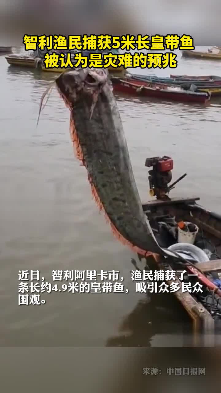 智利渔民捕获5米长皇带鱼被认为是灾难的预兆