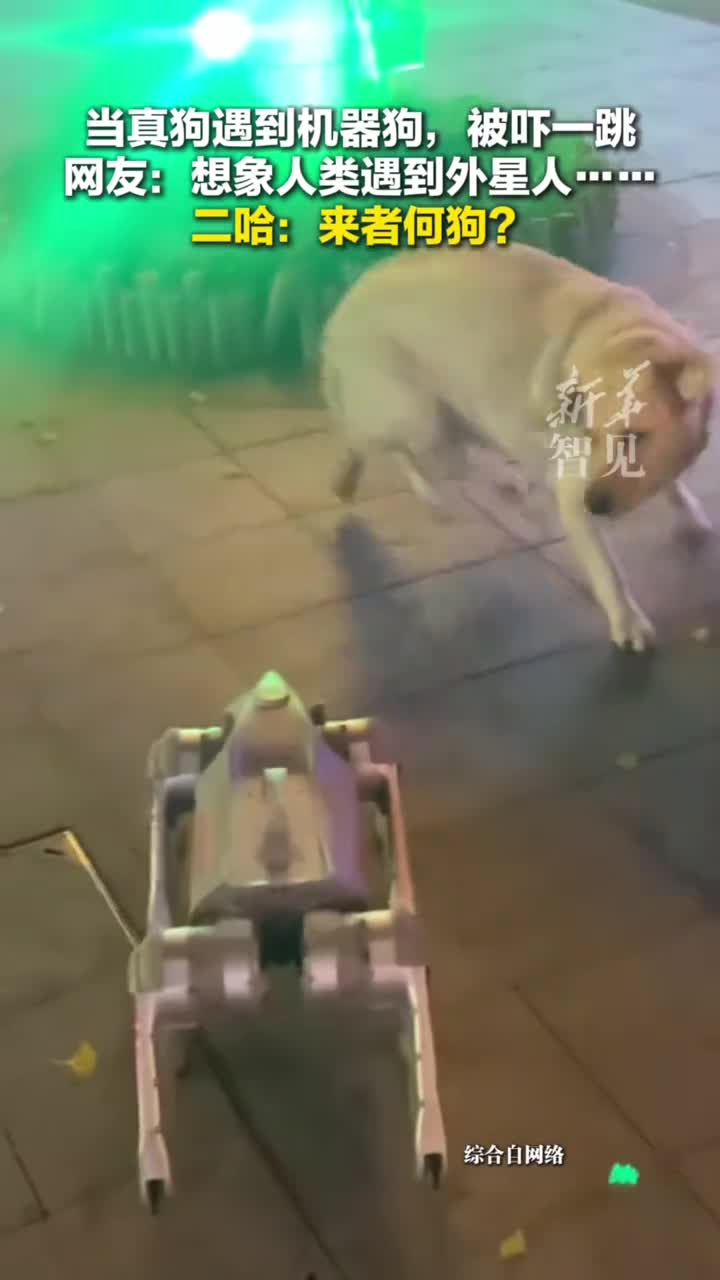 当机器狗遭遇真狗子谁更厉害网友想象一下人类与外星人面对面的场景