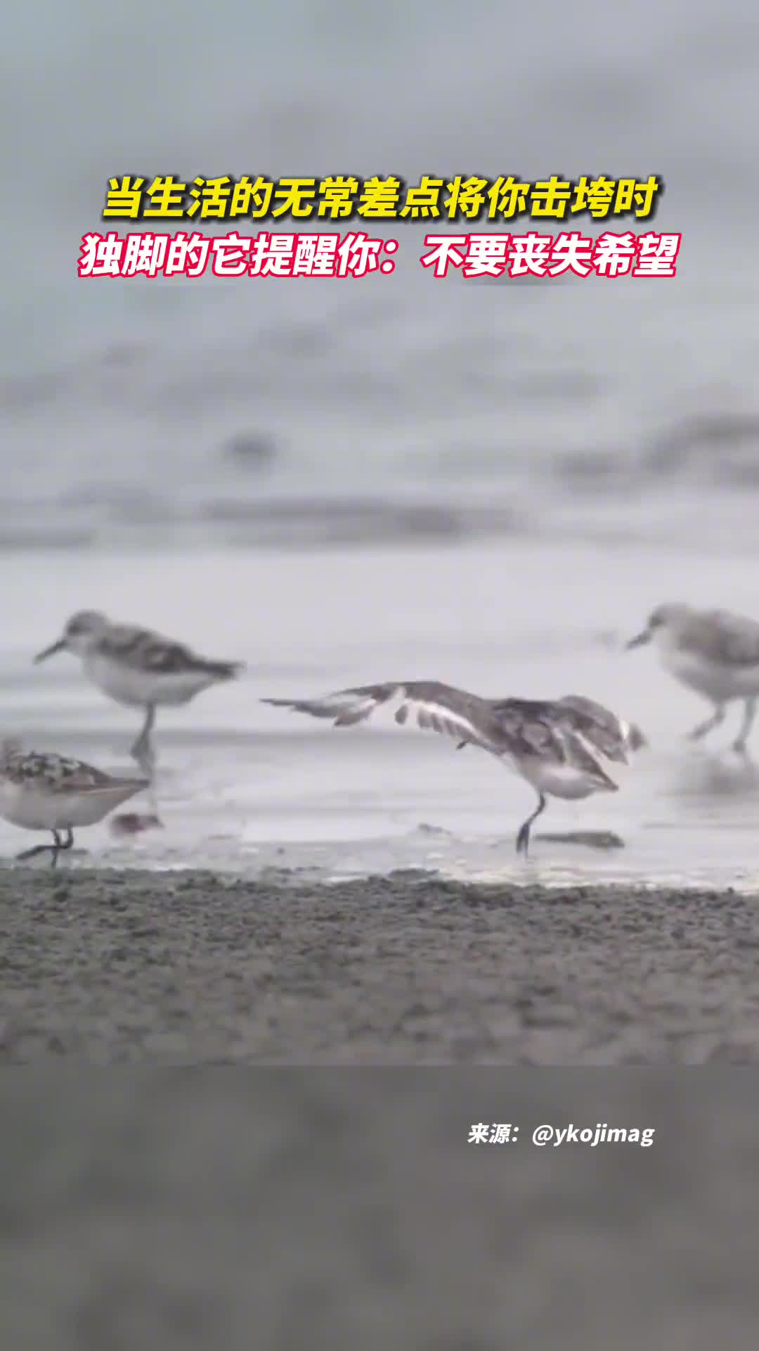 当生活的无常差点将你击垮时独脚的它提醒你不要丧失希望