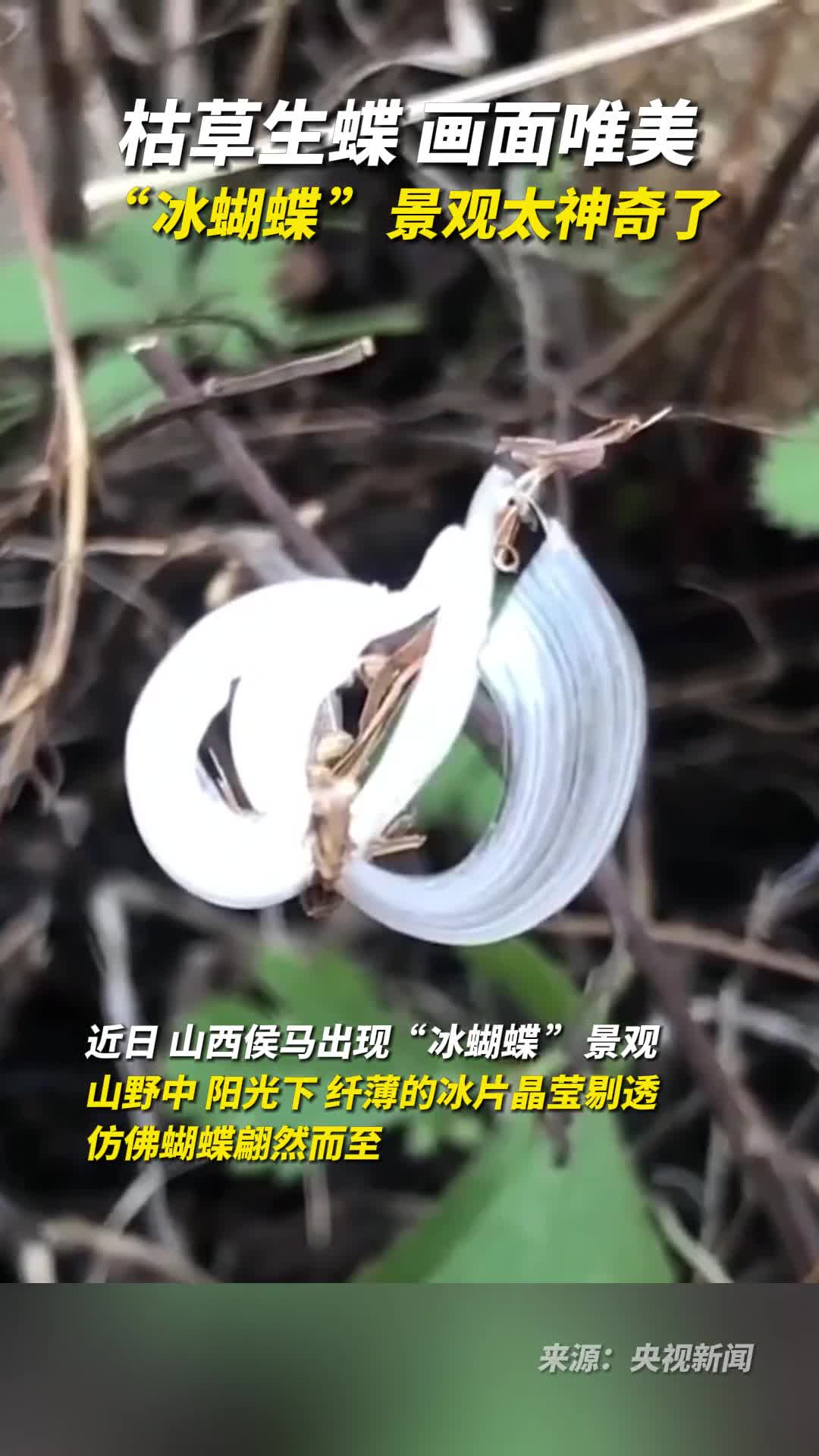 枯草生蝶画面唯美冰蝴蝶景观太神奇了