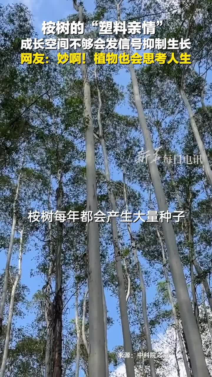 桉树的塑料亲情成长空间不够时会发信号抑制种子发芽网友听妈妈的话