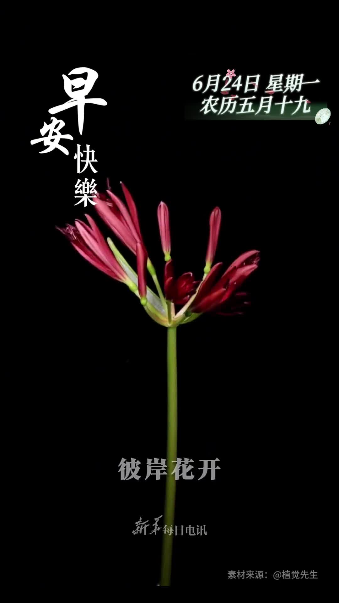 彼岸花开岁月静好新的一周愿您心向明月浅笑安然早安