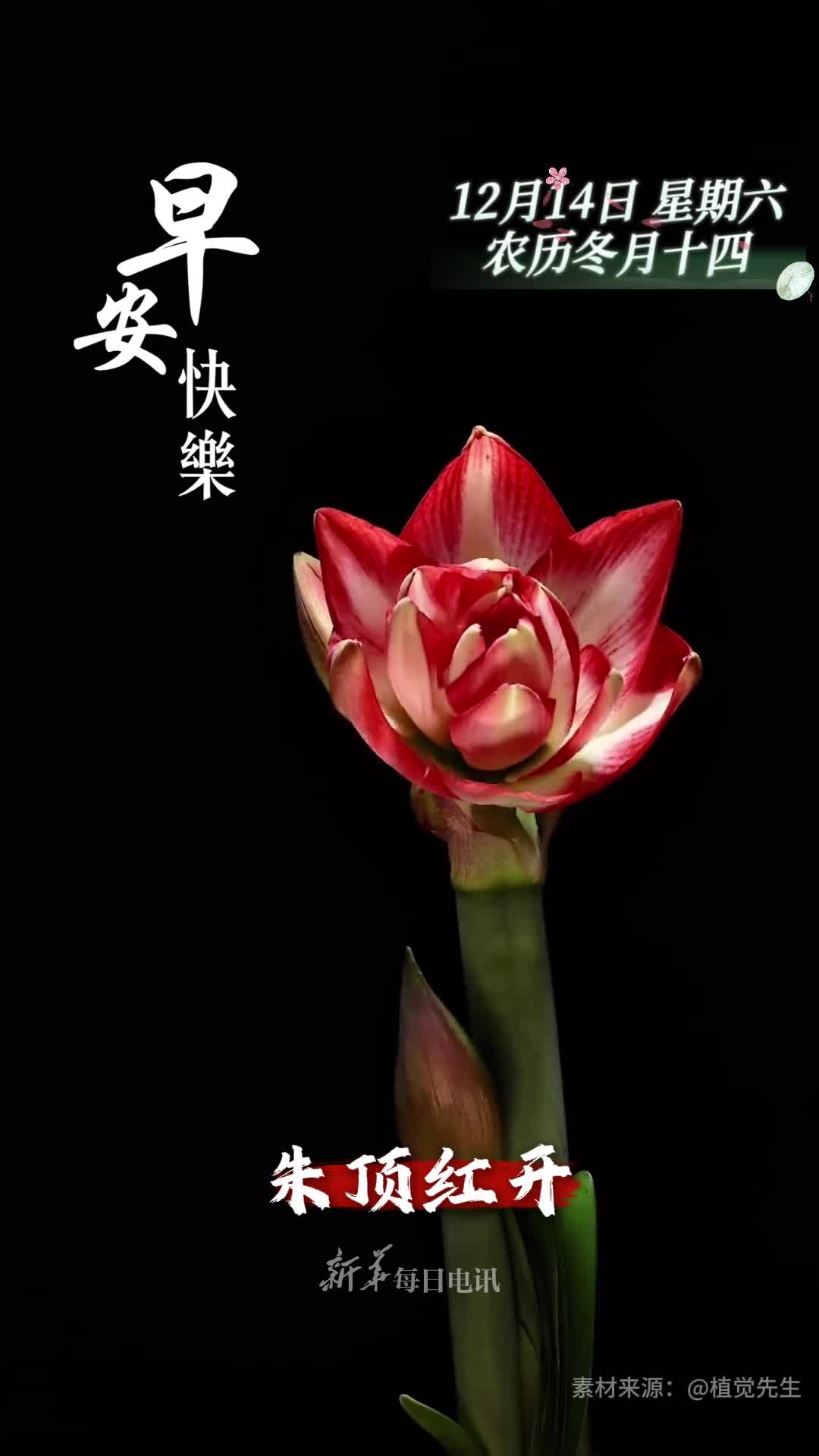 朱顶红开顺风顺水新的一天祝您和家人鸿运当头吉祥顺遂早安