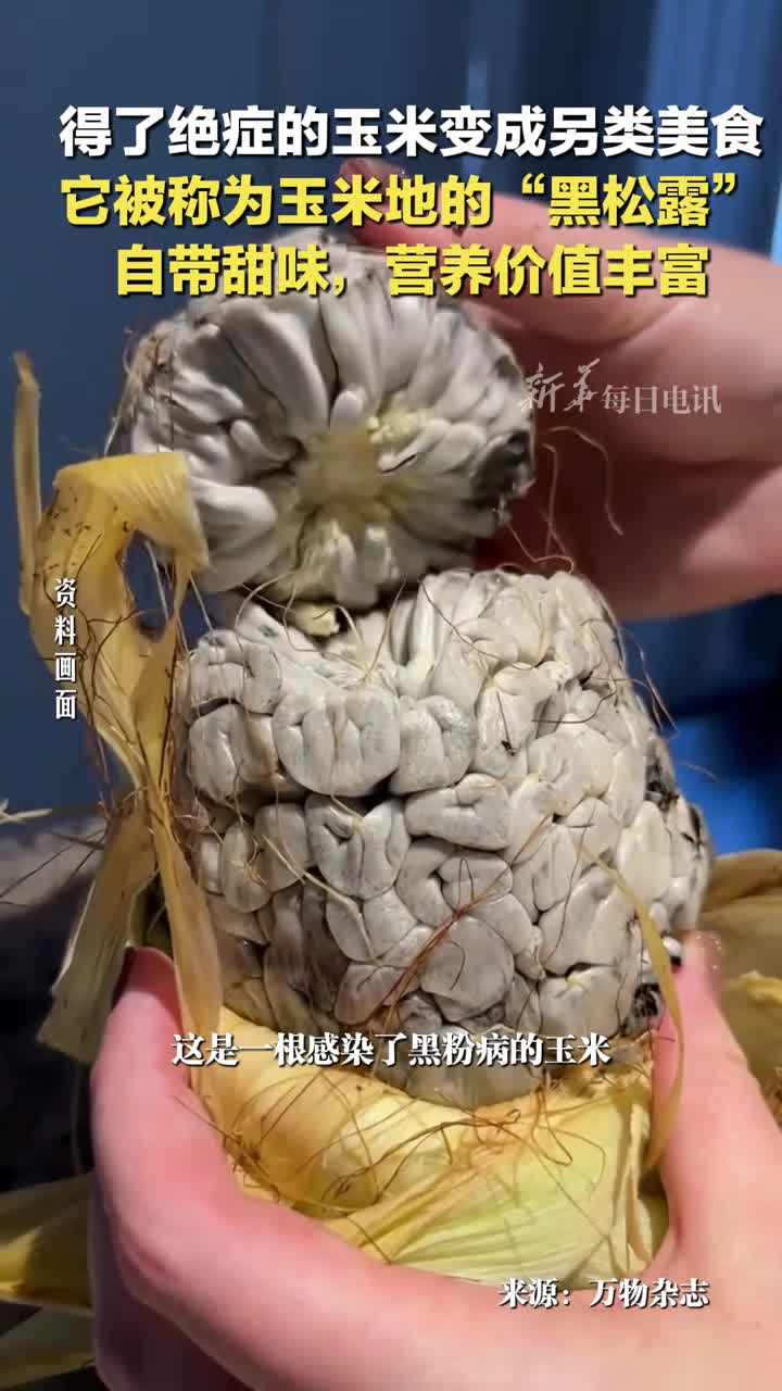 得了黑粉病的玉米竟像黑松露一样美味有的地方甚至故意让玉米染病