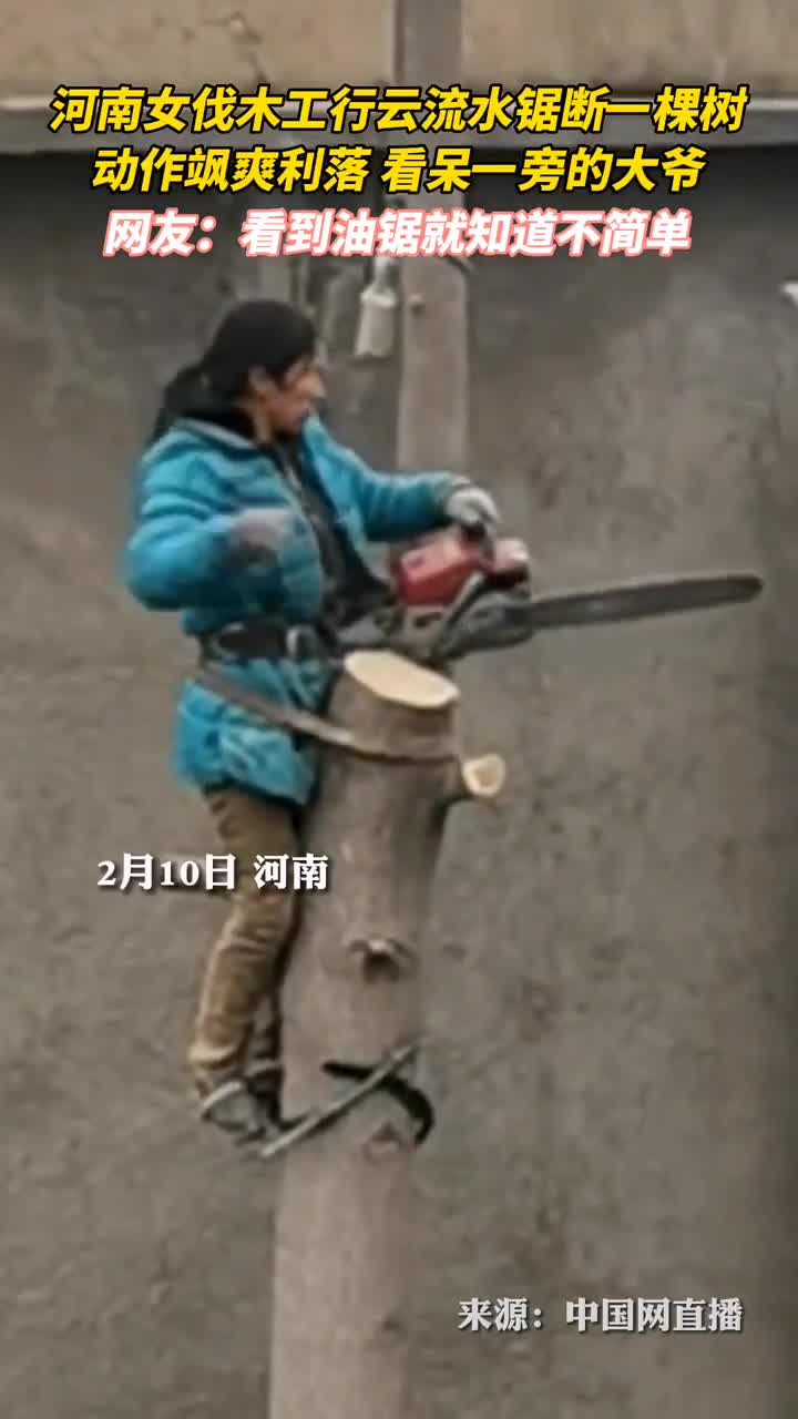 河南女伐木工行云流水锯断一棵树动作飒爽利落看呆一旁的大爷