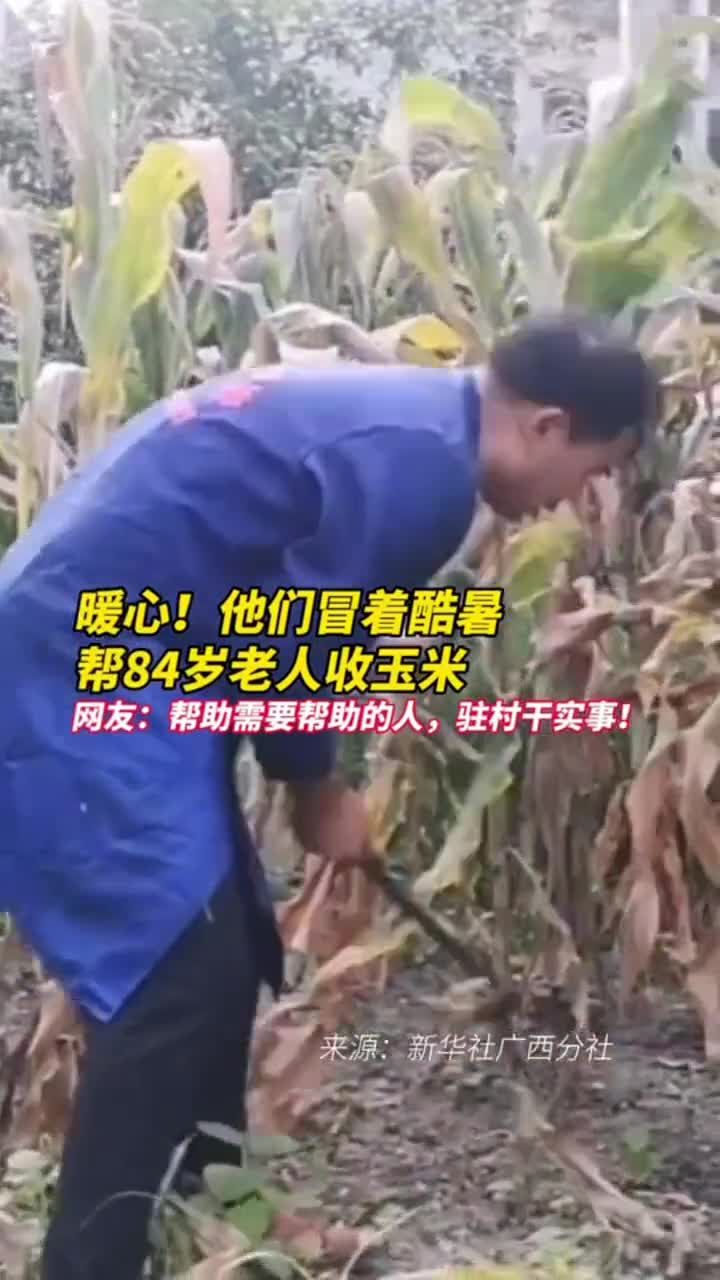 暖心他们冒着酷暑帮84岁老人收玉米