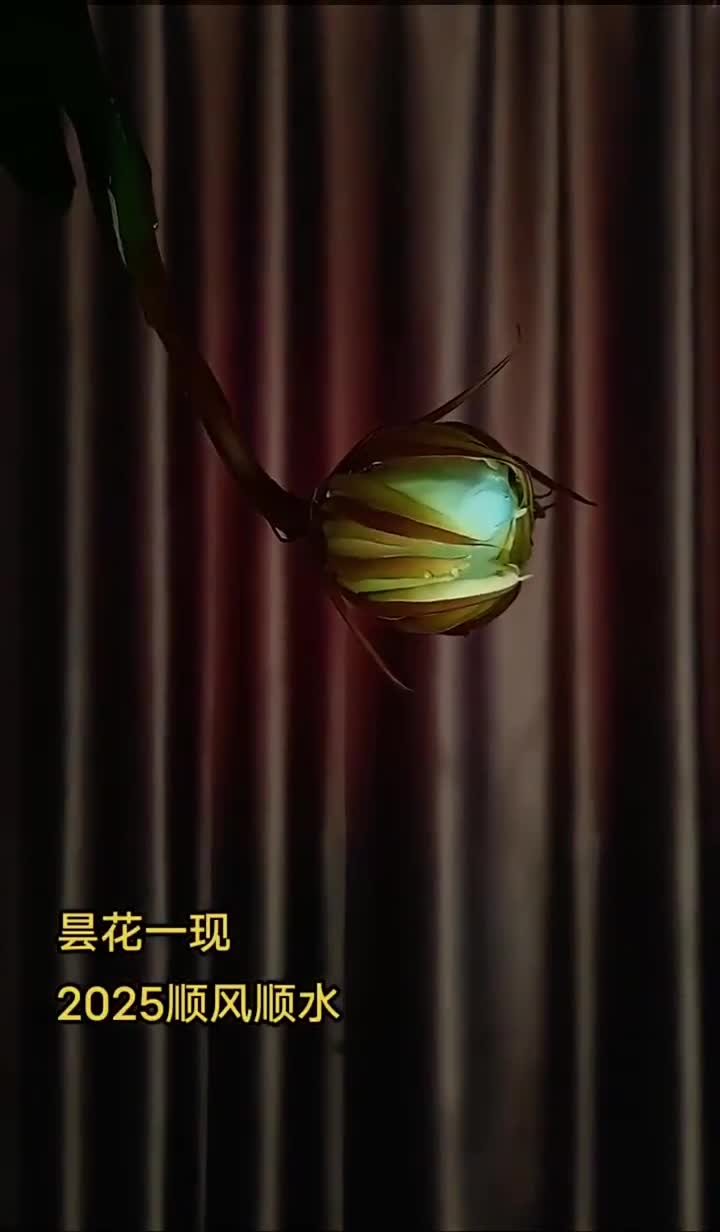 昙花一现见者好运祝您2025顺风顺水好运连连新华社快看