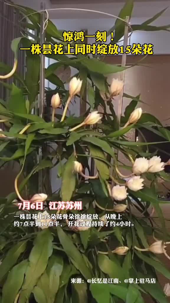 惊鸿一刻一株昙花上同时绽放15朵花