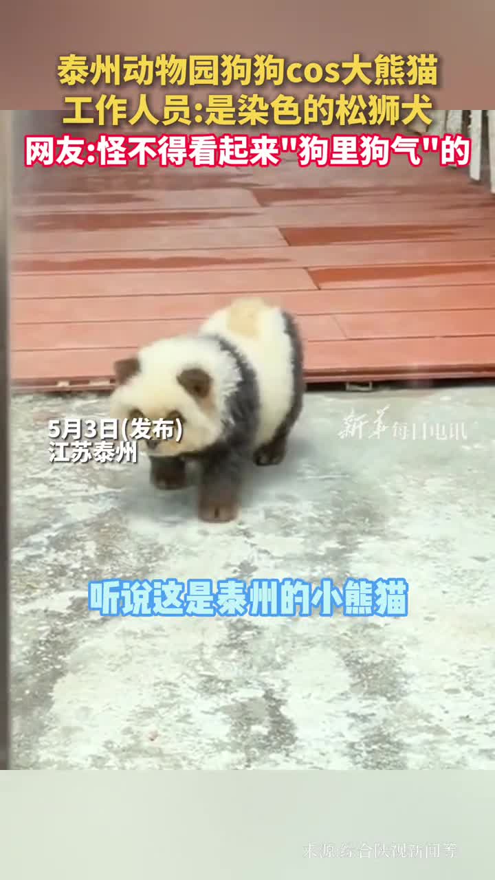 泰州动物园狗狗cos大熊猫工作人员是染色的松狮犬网友怪不得看起来狗里狗气