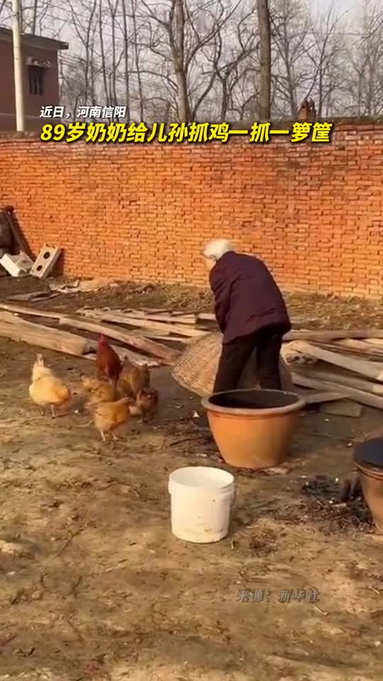 来自长辈的爱89岁奶奶给儿孙抓鸡一抓一箩筐