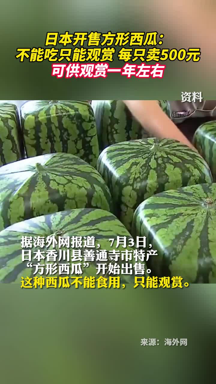 日本开售方形西瓜不能吃只能观赏每只卖500元可供观赏一年左右
