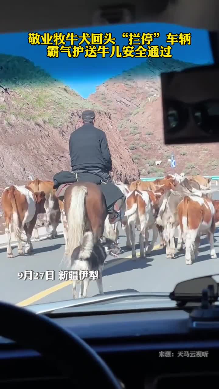 敬业牧牛犬回头拦停车辆霸气护送牛儿安全通过