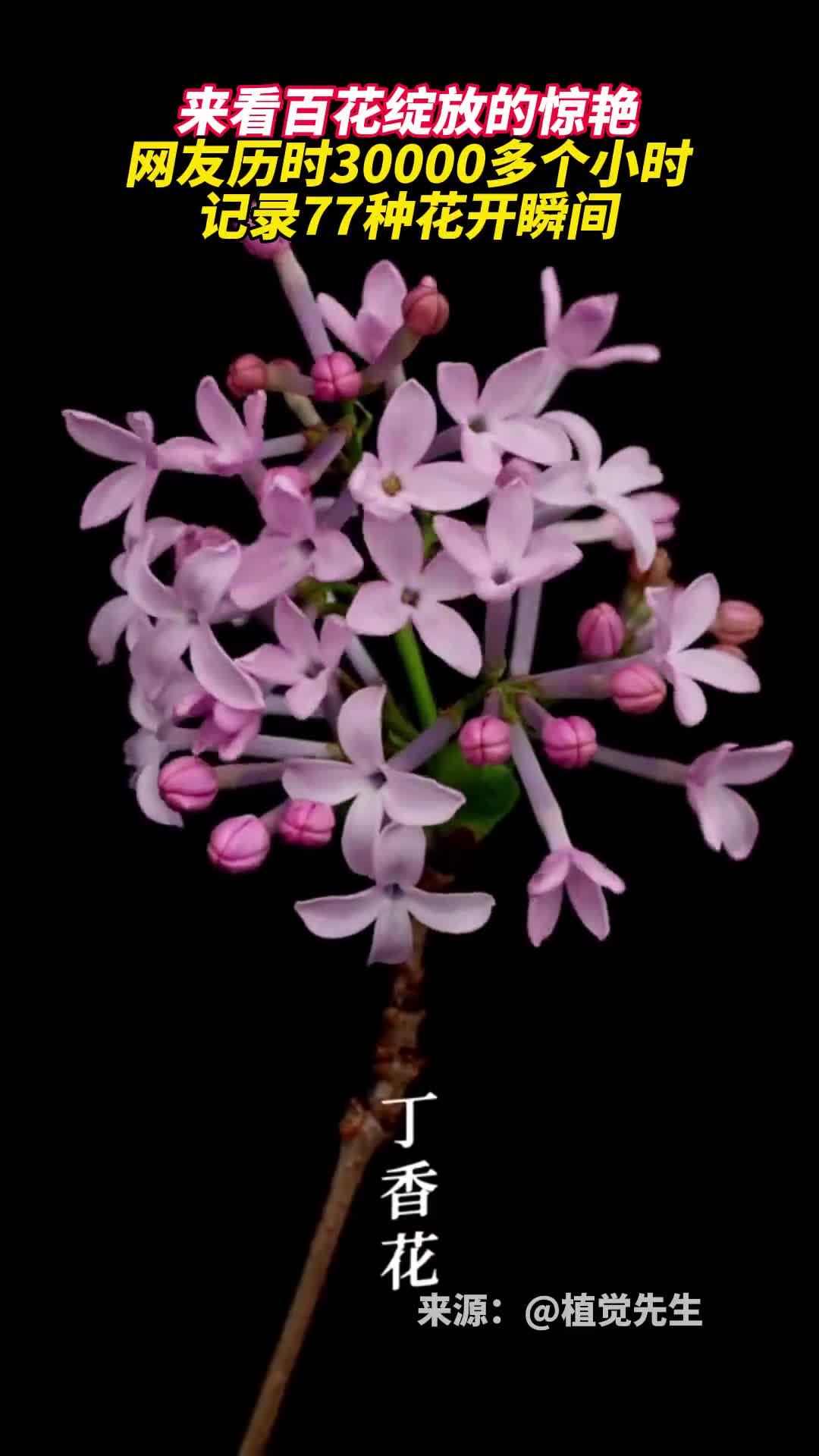 来看百花绽放的惊艳网友历时30000多个小时记录77种花开瞬间
