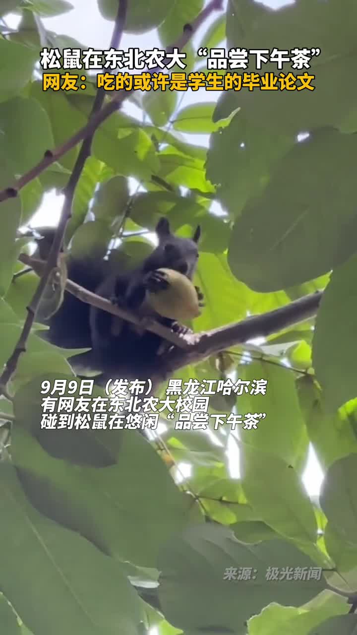 松鼠在东北农大品尝下午茶网友吃的或许是学生的毕业论文