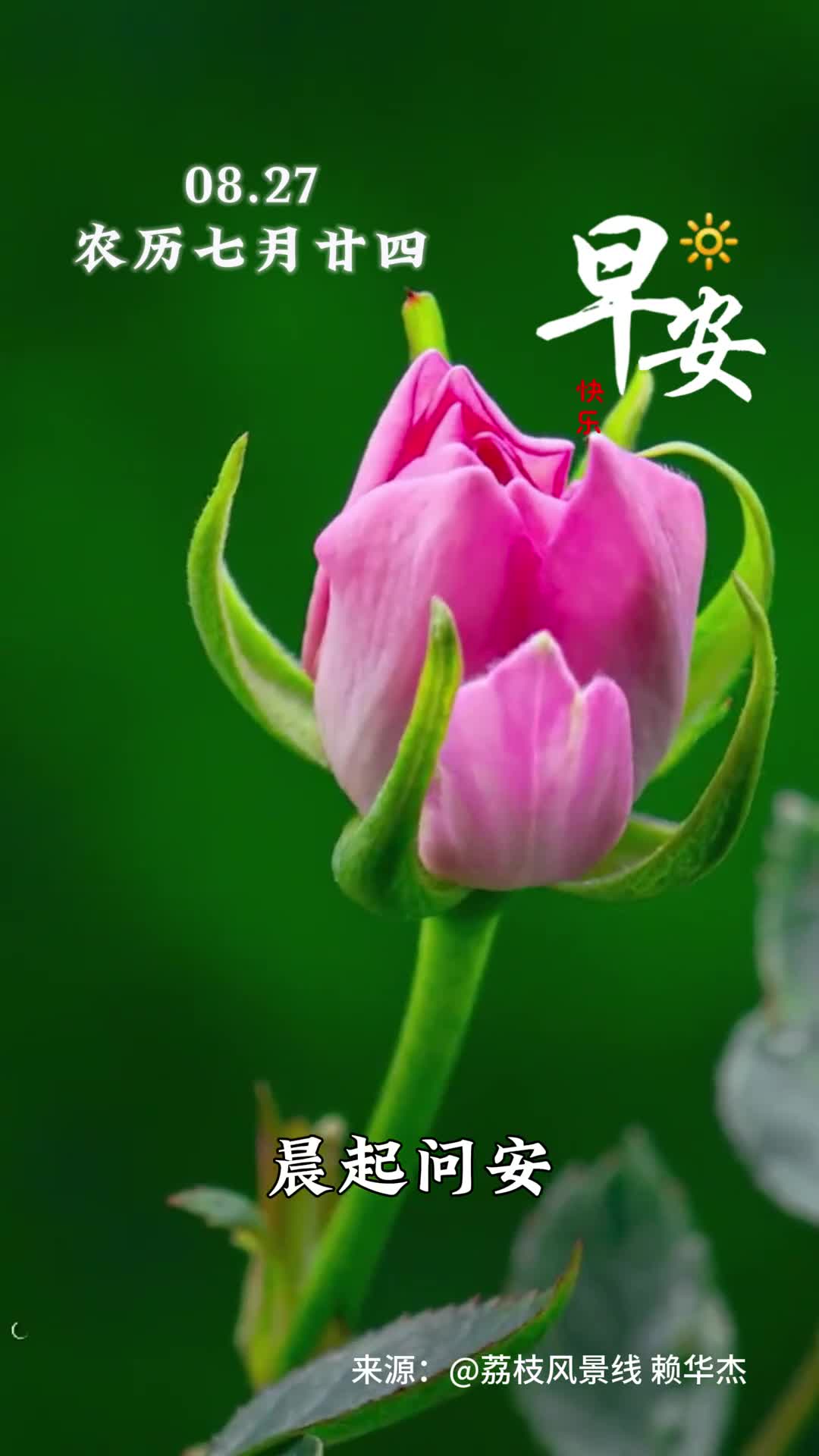 晨起问安花开有福愉快是根健康是本愿你有根有本岁岁安稳早安