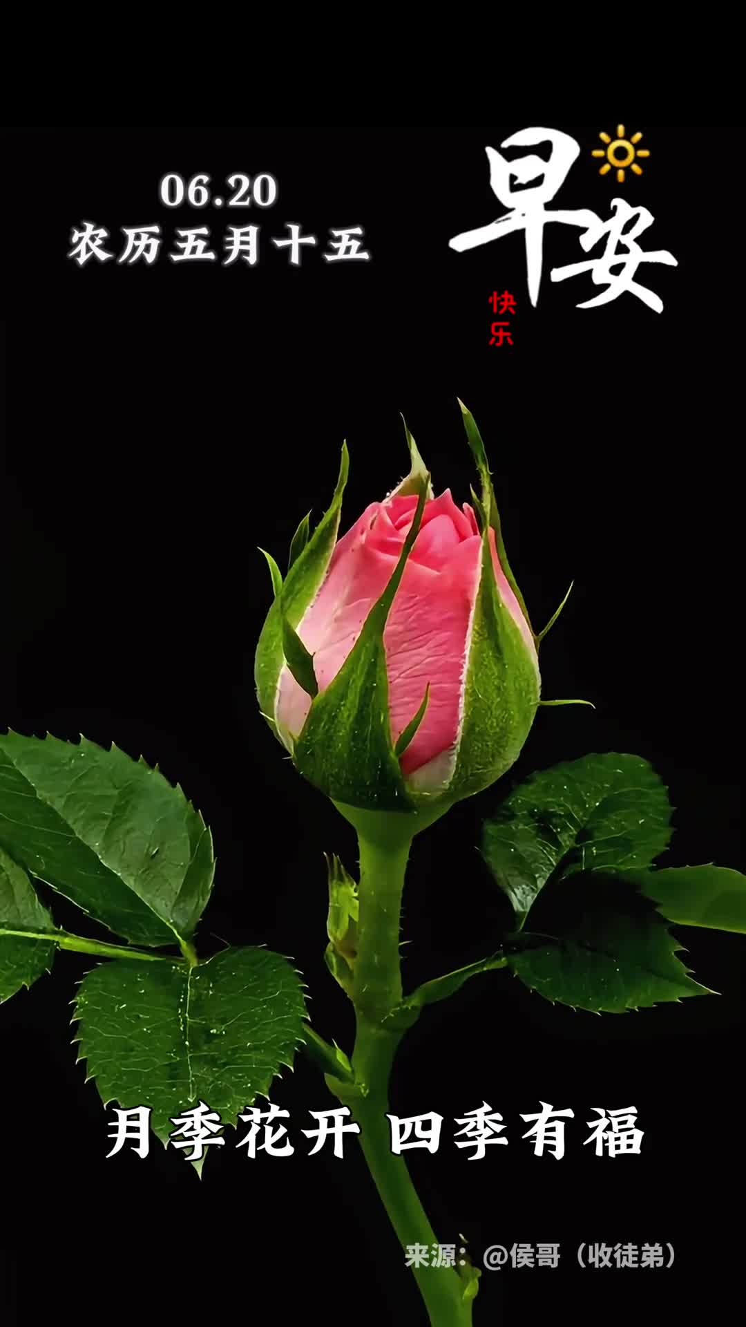 月季花开四季有福愿你四季花开福常在五福临门好运来早安