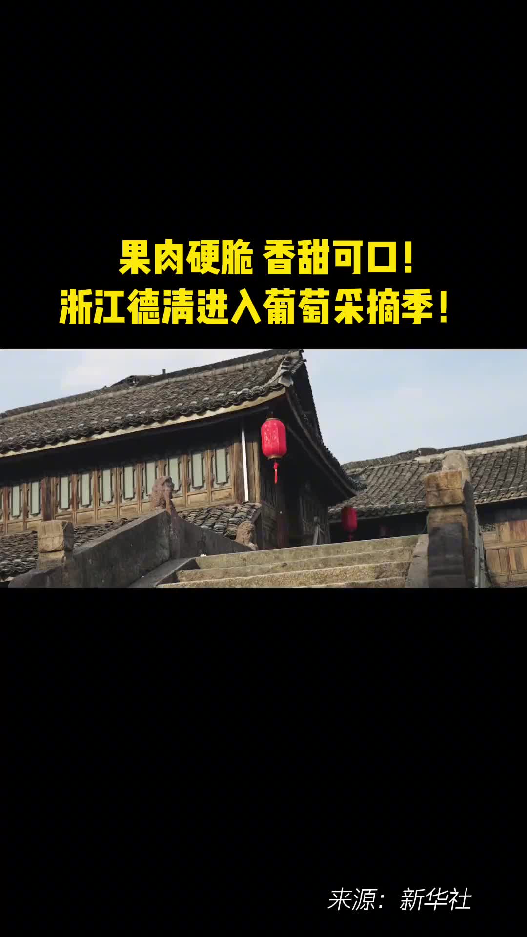 果肉硬脆香甜可口浙江德清进入采摘季