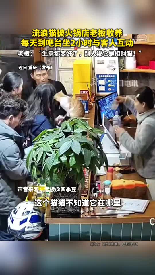 流浪猫被火锅店老板收养每天到吧台坐2小时与客人互动老板生意都变好了别人说它是招财猫