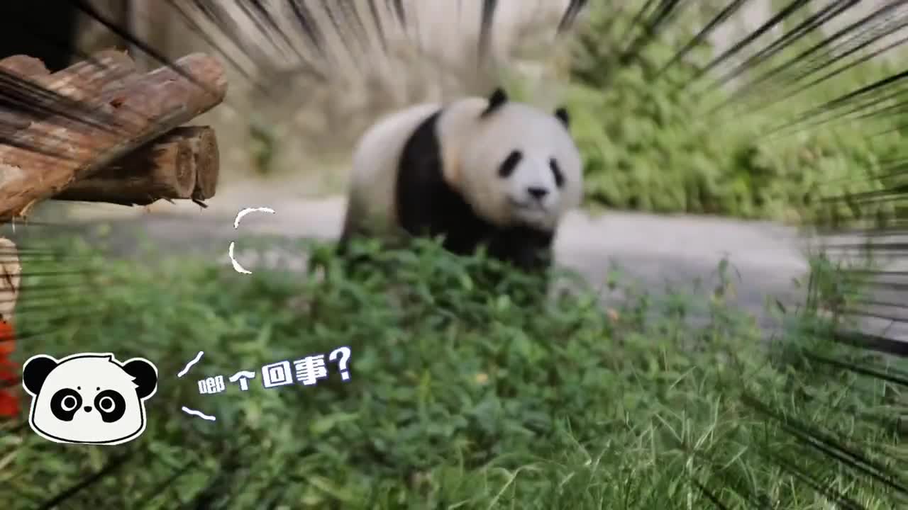 巨型蛋糕全城广告排面拉满美的为领养的两位熊猫宝宝庆祝两岁生日和可爱一起共同守护蓝色星球渝可渝爱愈发可爱快乐成长