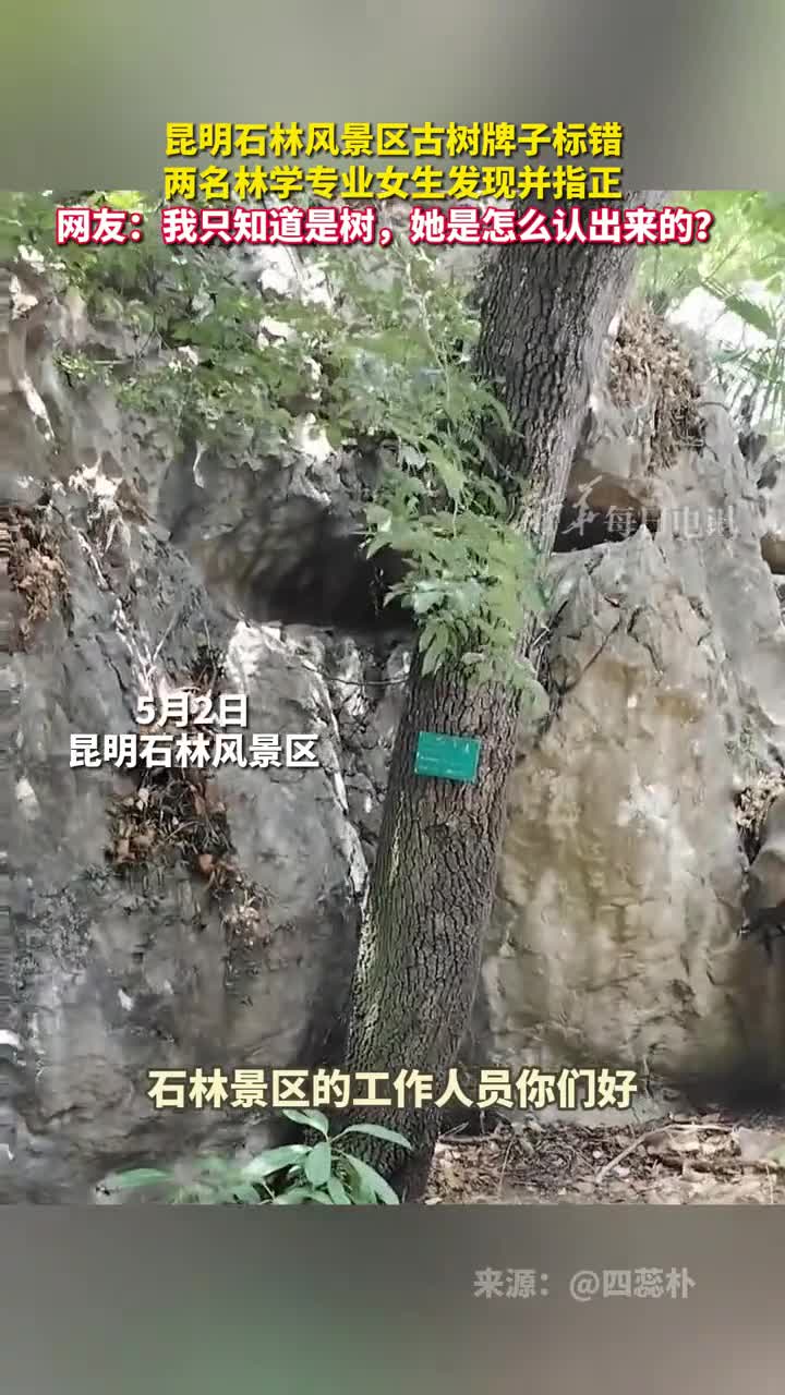 昆明石林风景区古树牌子标错两名林学专业女生发现并指正网友我只知道是树她是怎么认出来的