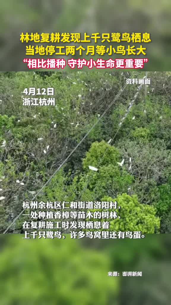 林地复耕发现上千只鹭鸟栖息当地停工两个月等小鸟长大相比播种守护小生命更重要