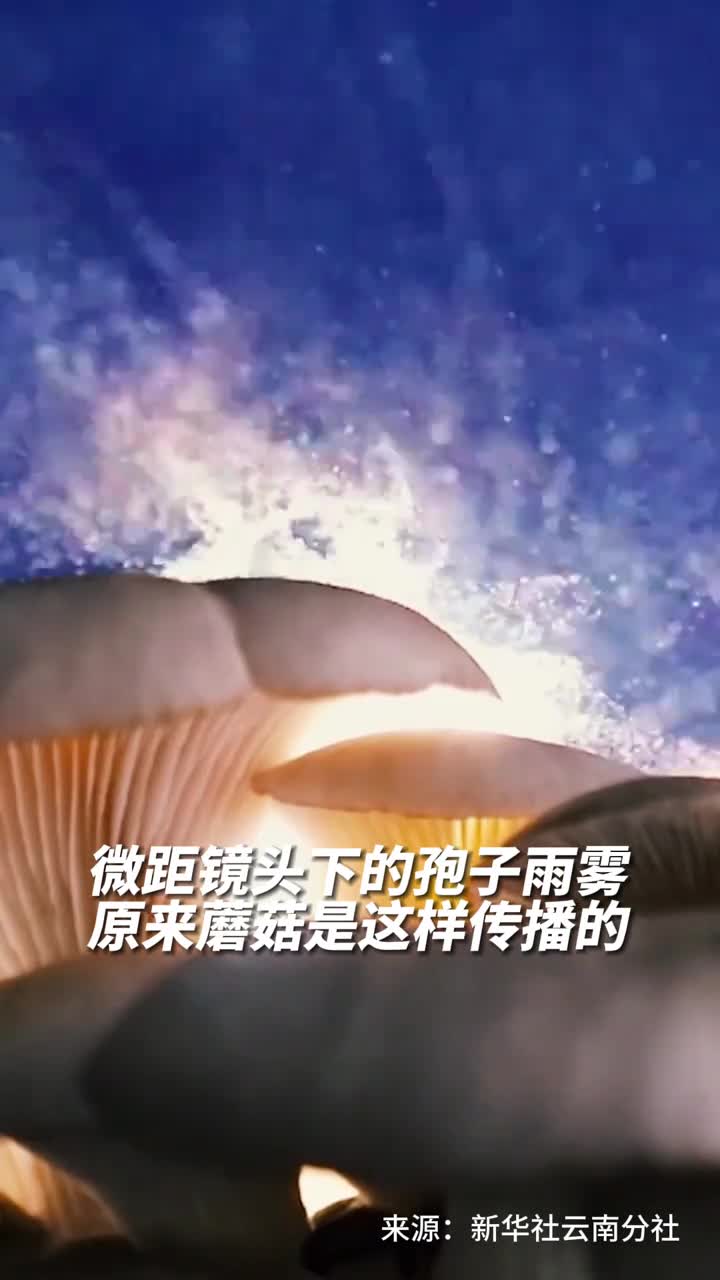 微距镜头下的孢子雨雾原来蘑菇是这样传播