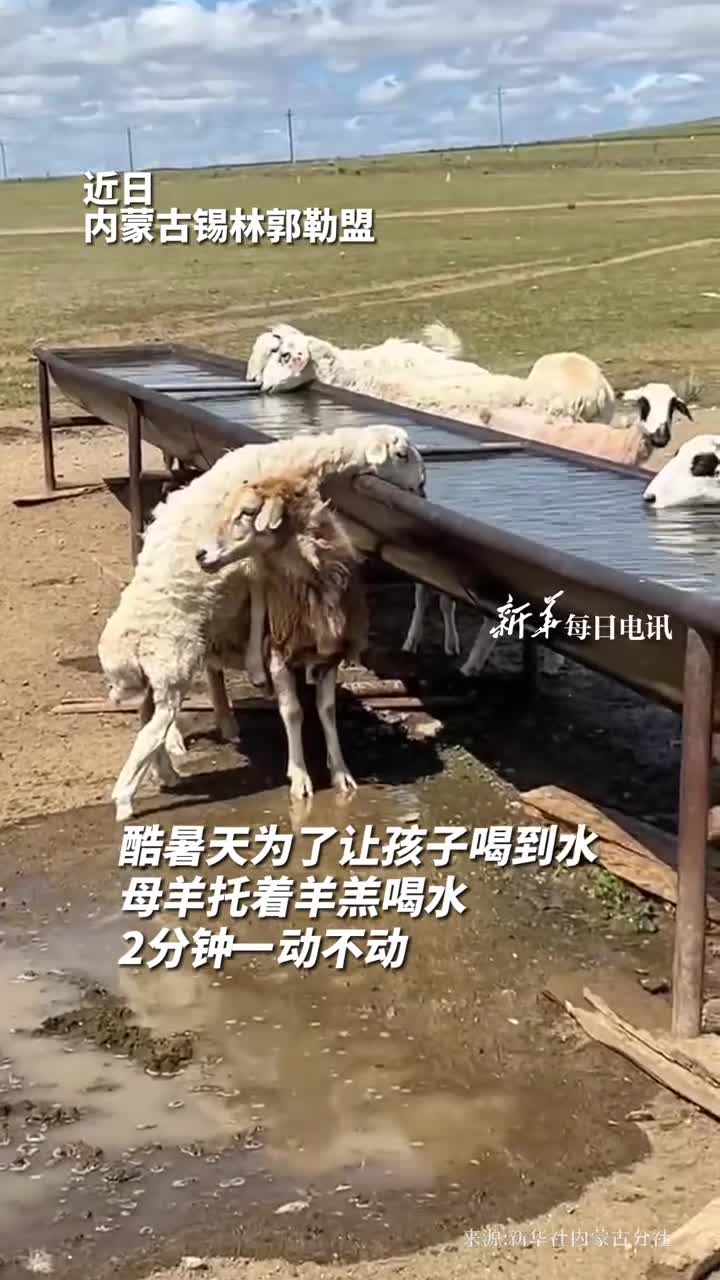 水槽太高酷暑天为了让孩子喝到水母羊托着羊羔喝水2分钟一动不动网友万物皆有灵母爱不分物种