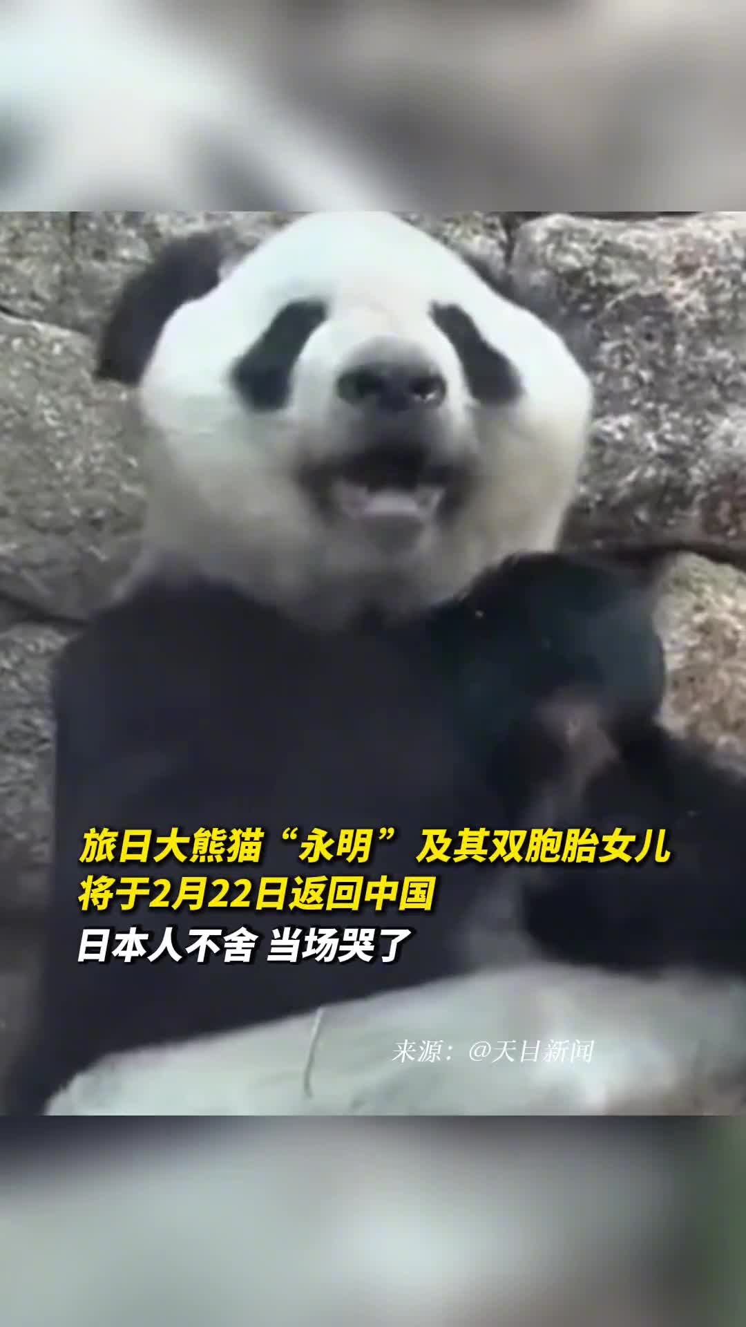 旅日大熊猫永明及其双胞胎女儿将于2月22日返回中国日本人不舍当场哭了