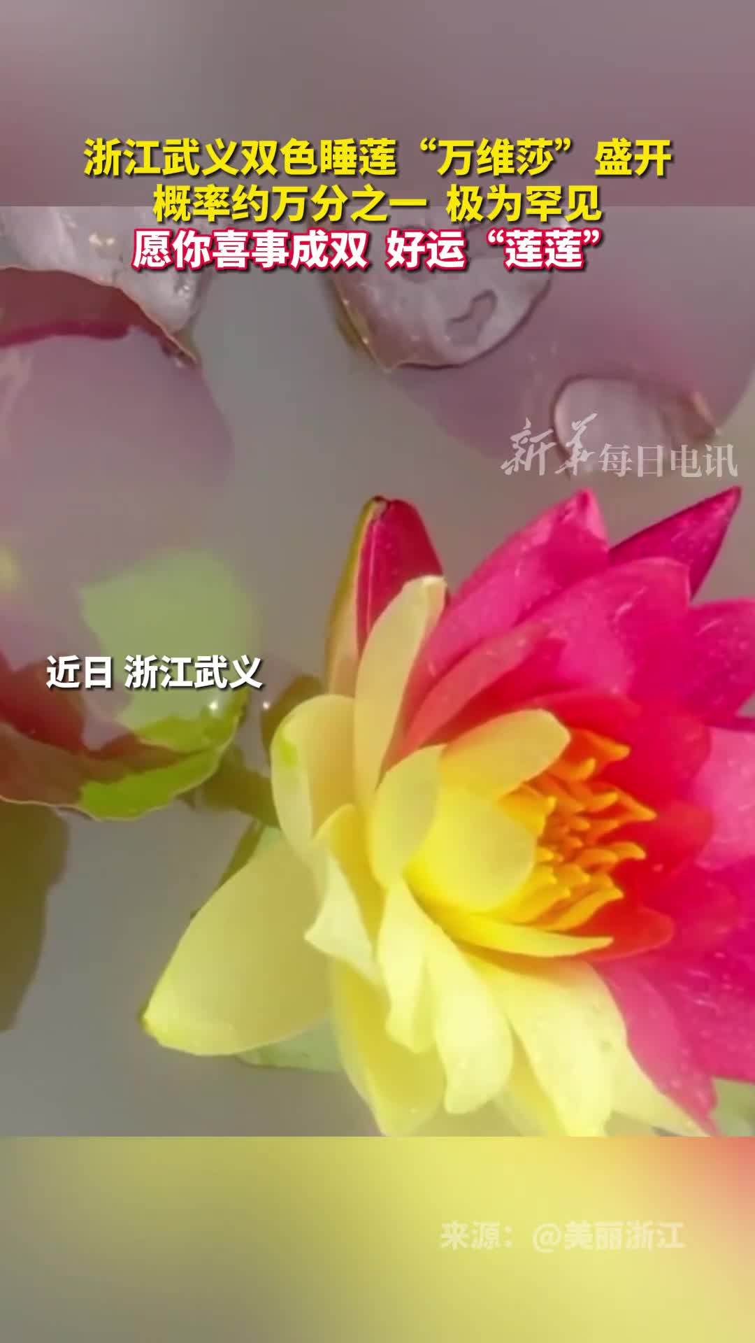 浙江武义双色睡莲万维莎盛开概率约万分之一极为罕见愿你喜事成双好运莲莲