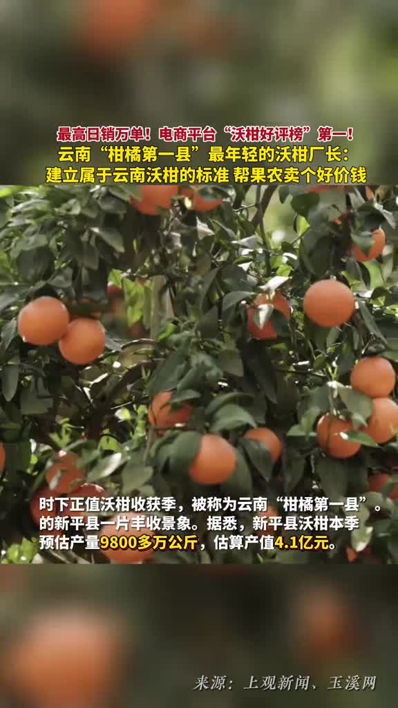 最高日销万单沃柑好评榜第一他是云南柑橘第一县最年轻的柑橘厂长