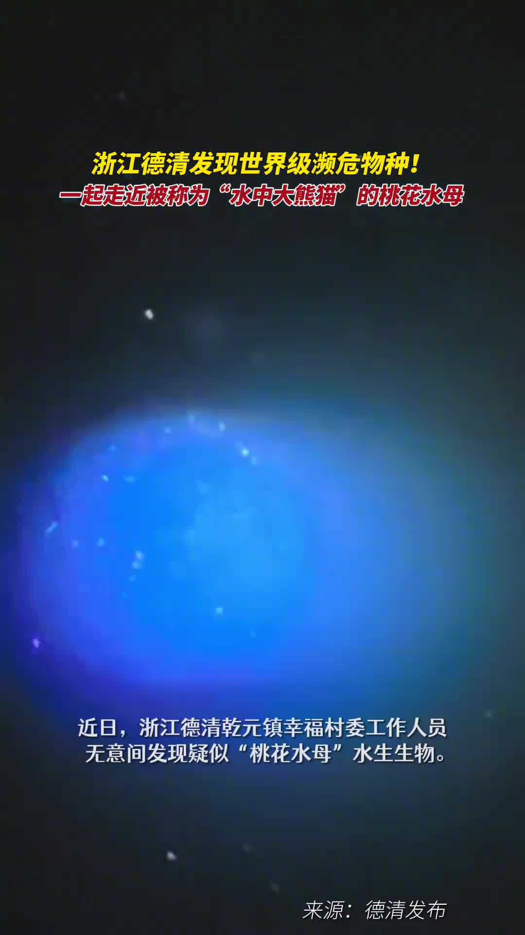 浙江德清发现世界级濒危物种被称为水中大熊猫的桃花水母