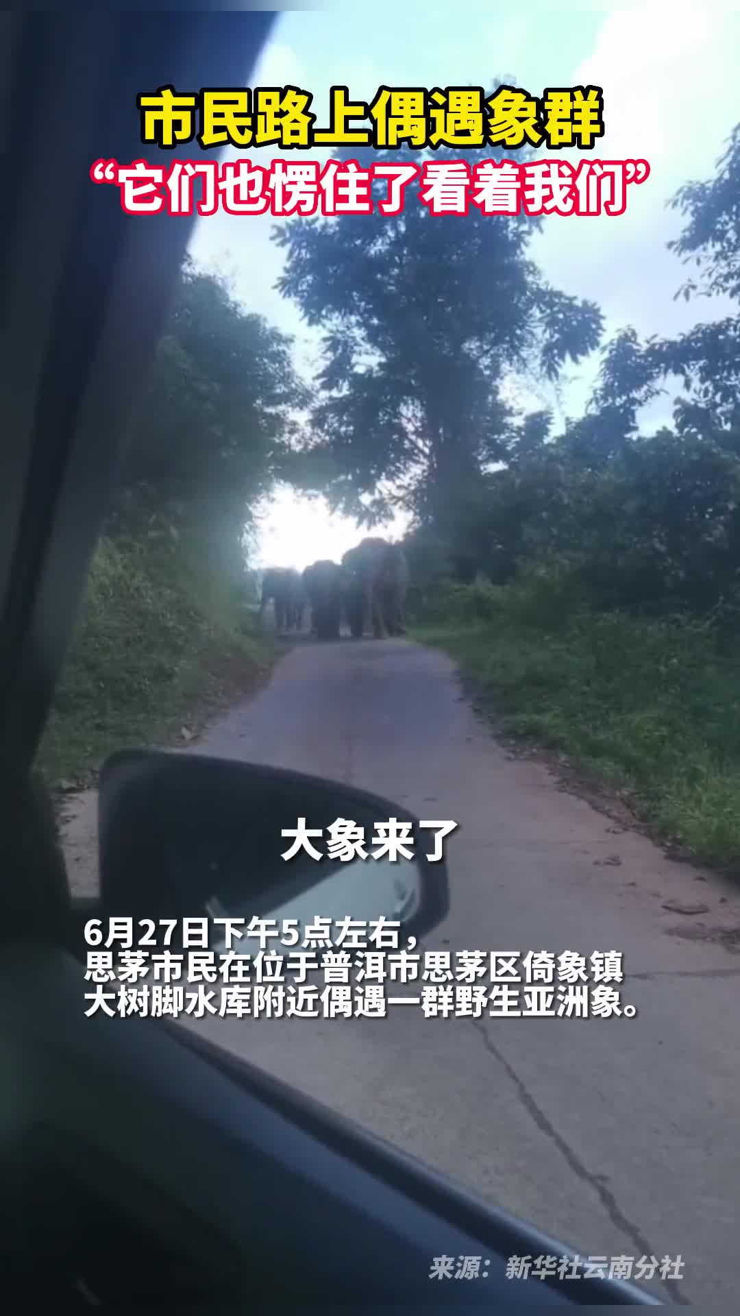 市民路上偶遇象群它们也愣住了看着我们